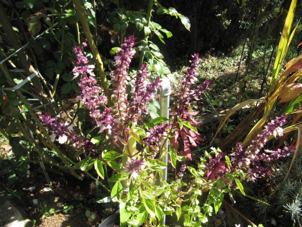 Apiflore Garéoult Esterno foto