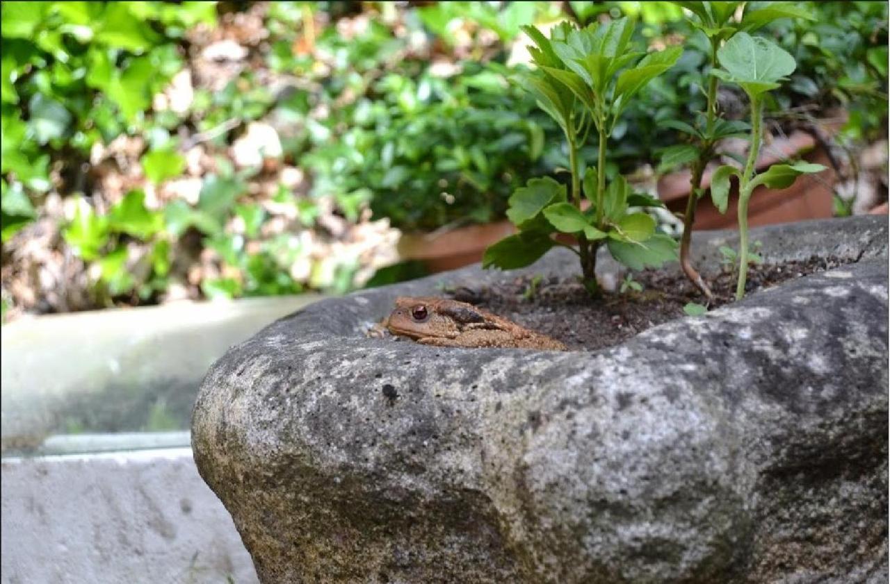 Apiflore Garéoult Esterno foto