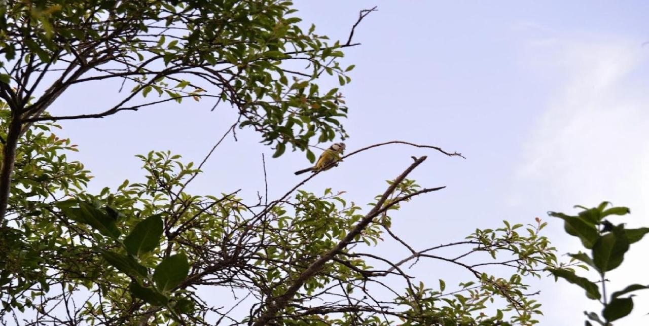 Apiflore Garéoult Esterno foto