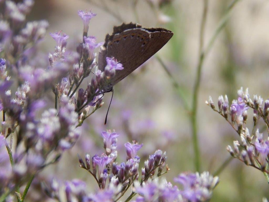 Apiflore Garéoult Esterno foto