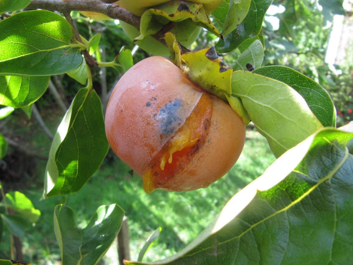 Apiflore Garéoult Esterno foto