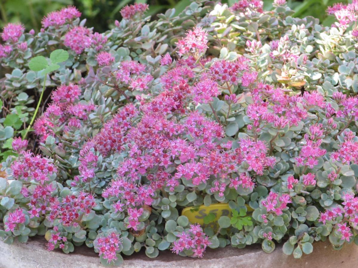 Apiflore Garéoult Esterno foto